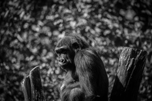 DSC_3419-3